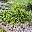 Можжевельник казацкий Juniperus sabina 'Monna'